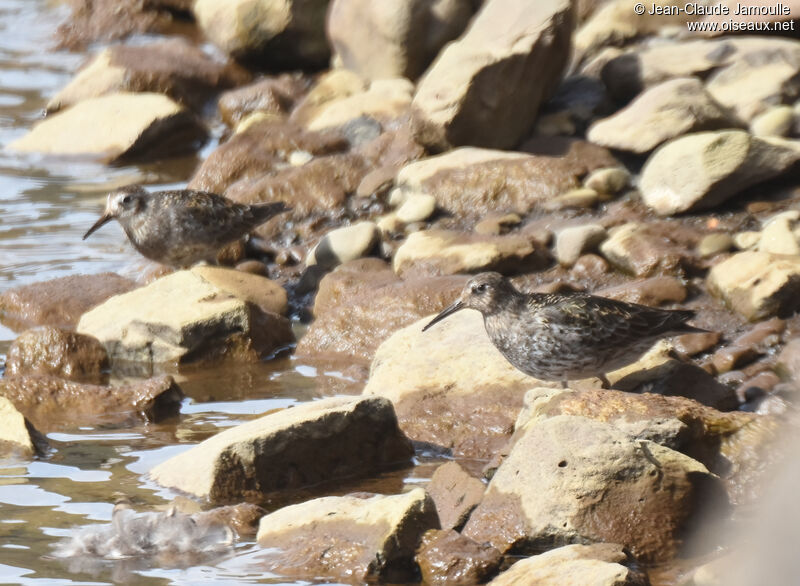 Purple Sandpiperadult breeding