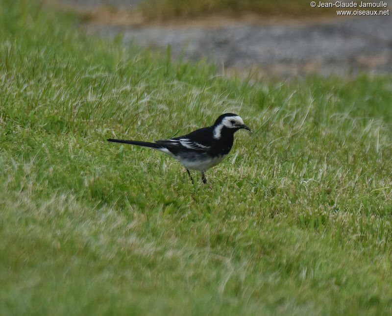 White Wagtail (yarrellii) male adult breeding