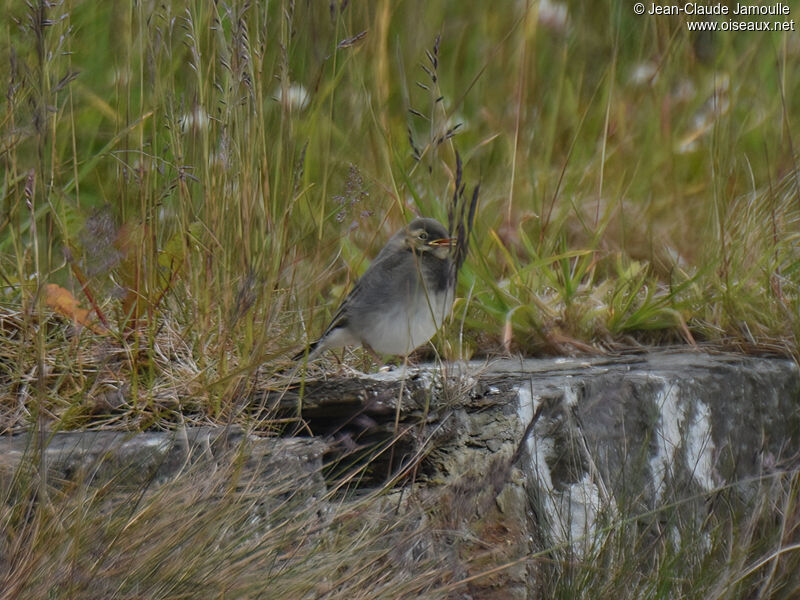 White Wagtail (yarrellii)juvenile