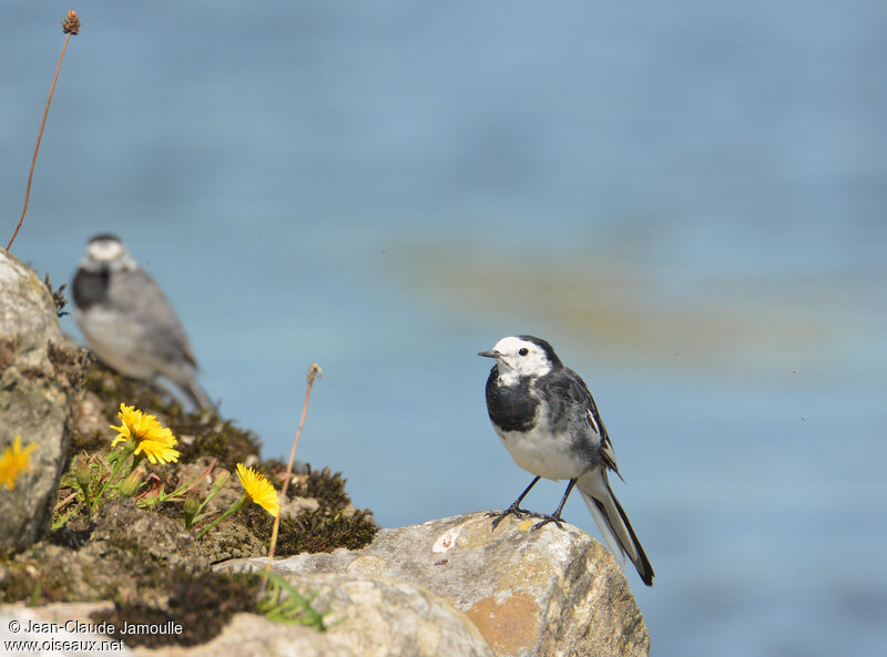 White Wagtail (yarrellii)