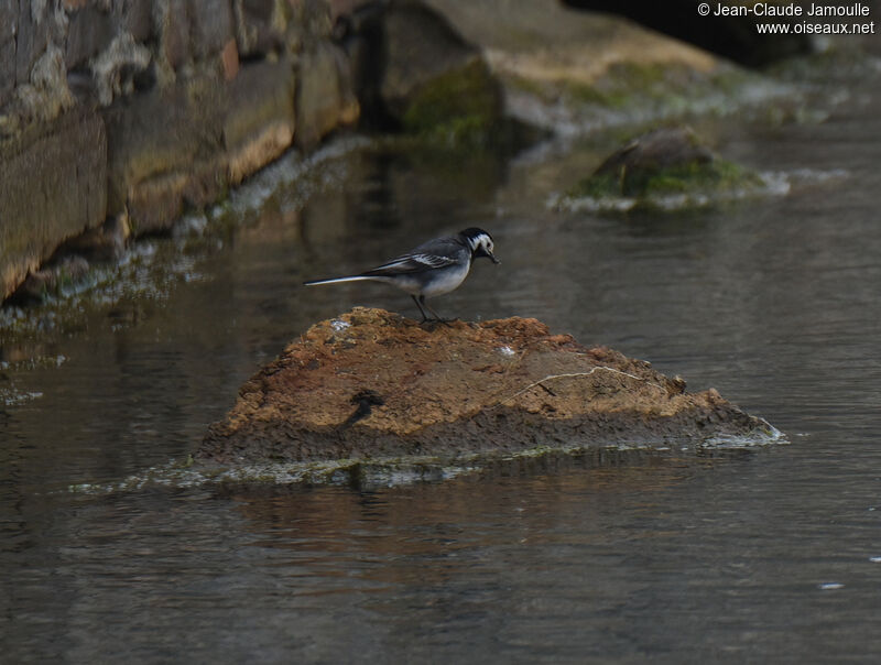 White Wagtail (yarrellii) female adult breeding