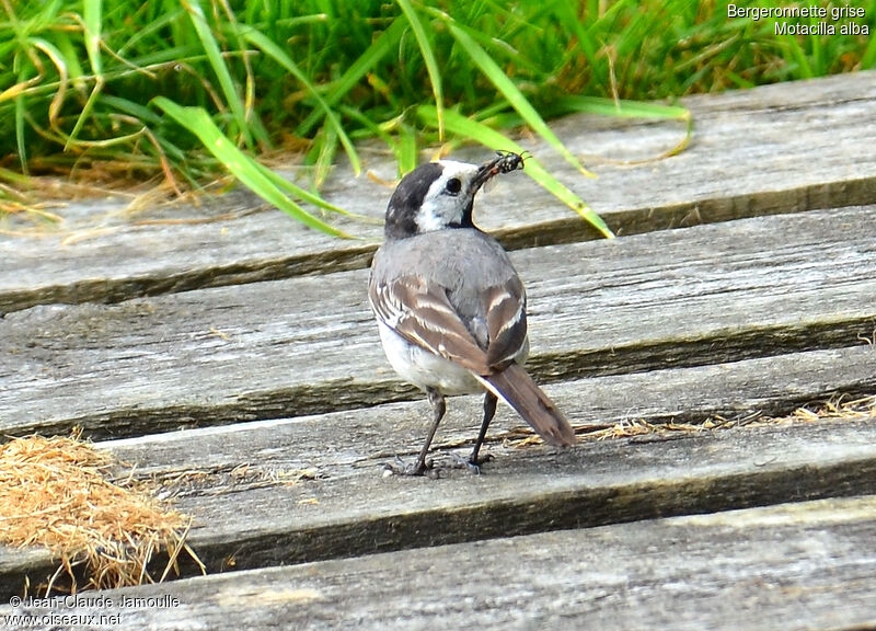 White Wagtail, feeding habits