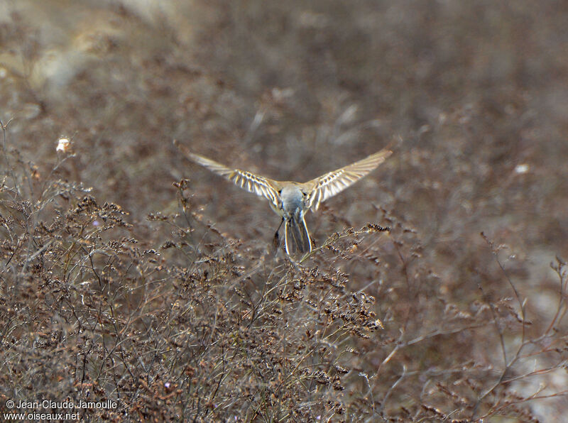 Western Yellow Wagtail, Flight