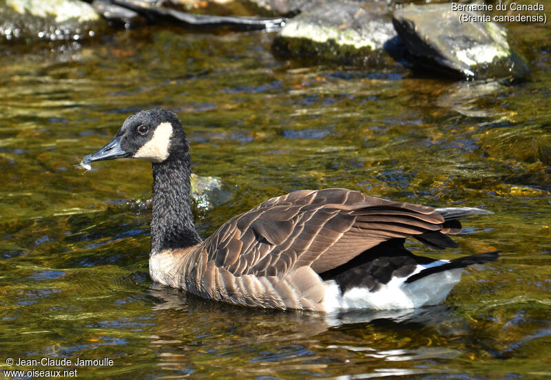 Canada Goose, Behaviour