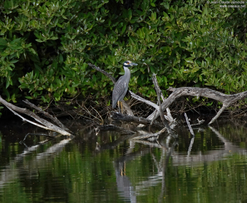 Bihoreau violacéadulte