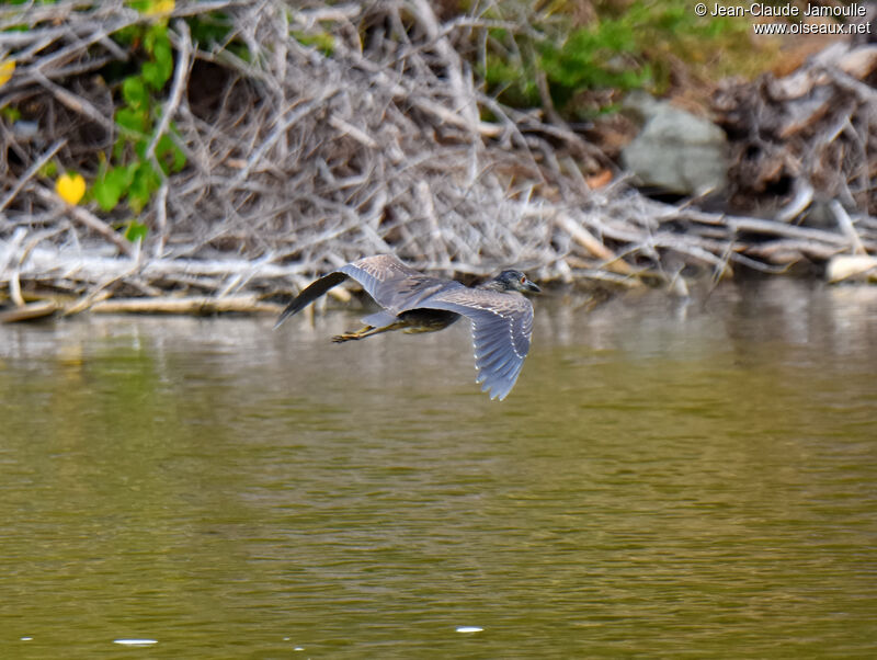 Yellow-crowned Night Heron