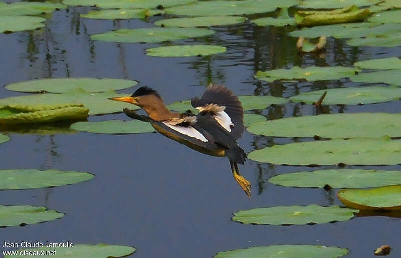 Little Bittern male adult, Flight, Behaviour