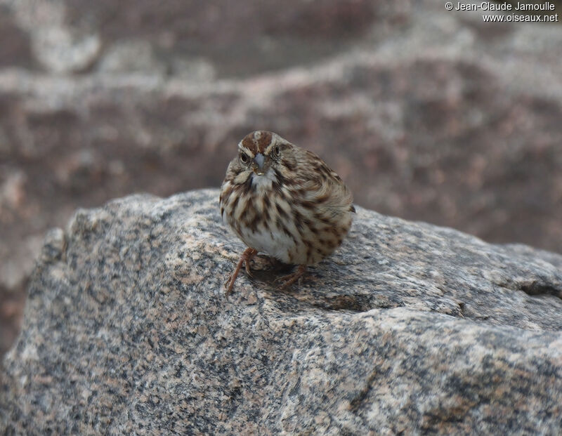 Bruant chanteuradulte