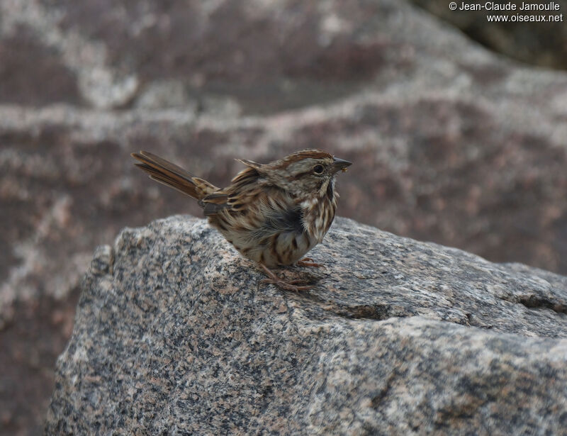 Song Sparrowadult