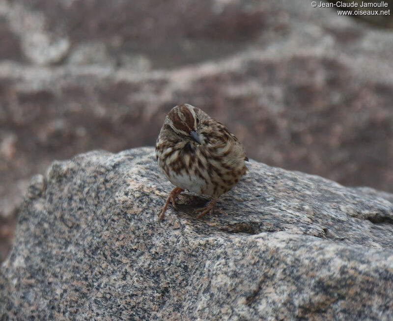 Song Sparrowadult