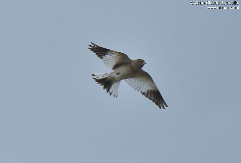 Snow Bunting male adult