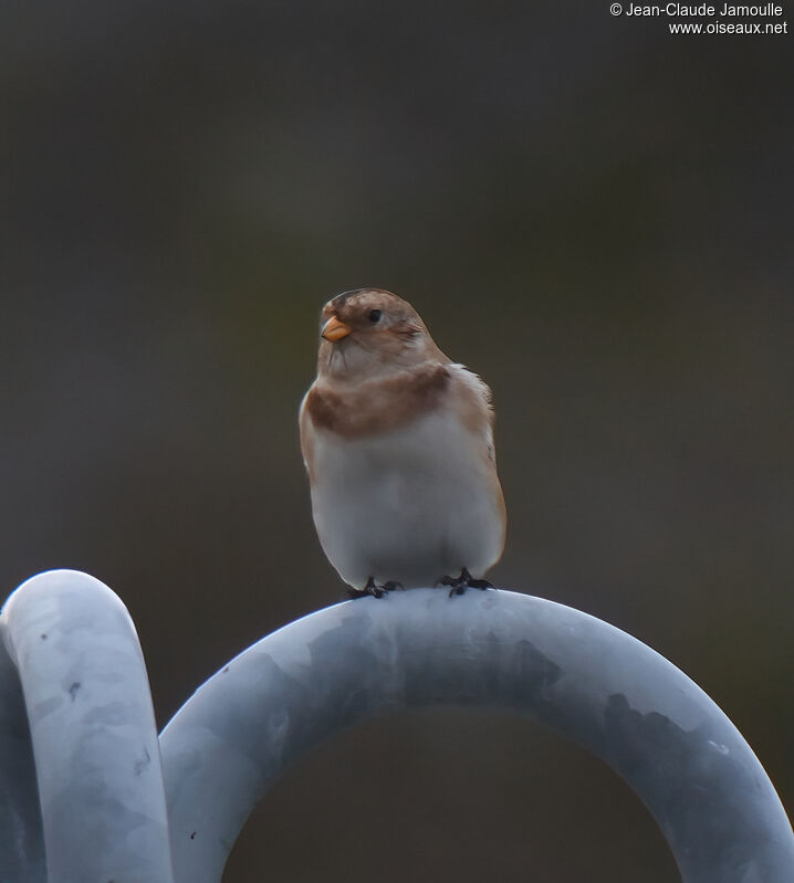 Snow Bunting female adult