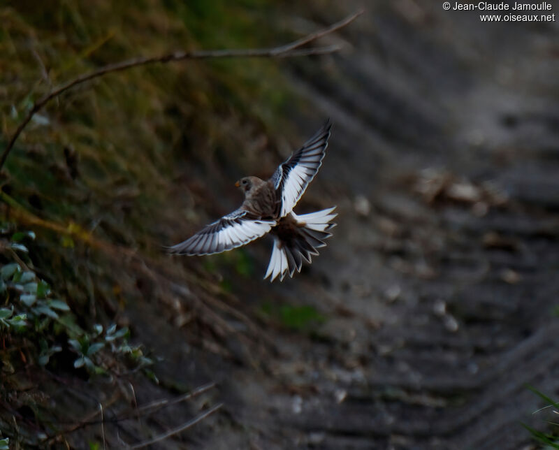 Snow Bunting female