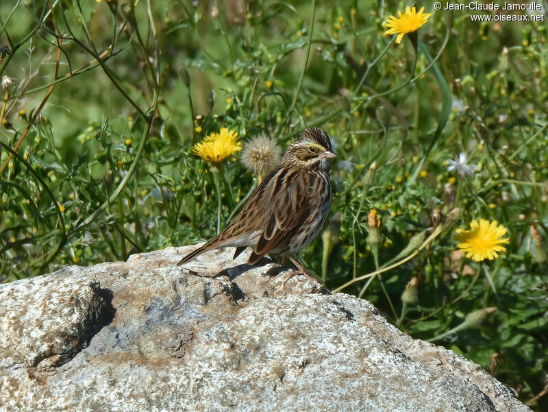 Bruant des présadulte