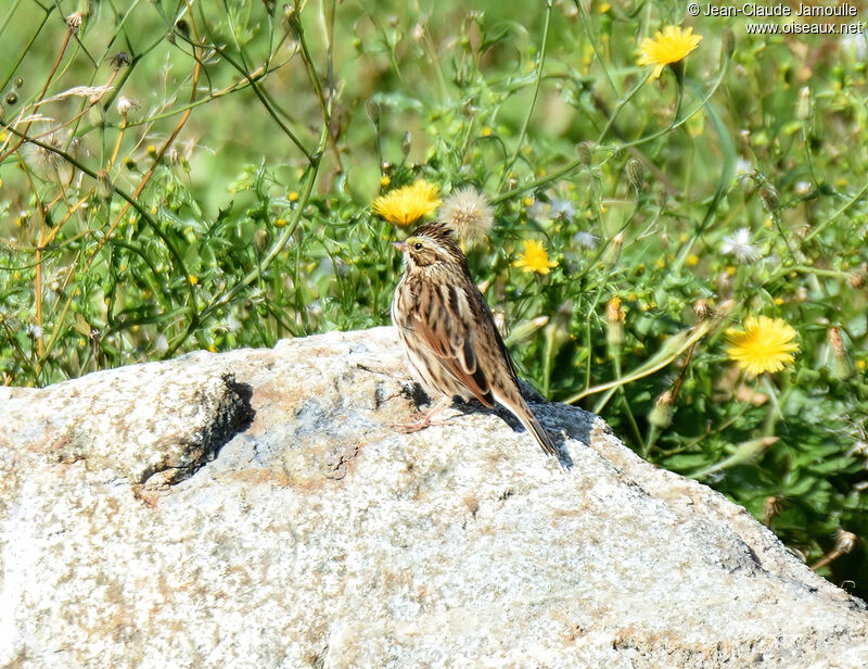 Bruant des prés