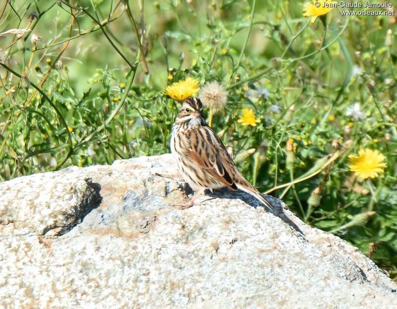 Bruant des prés