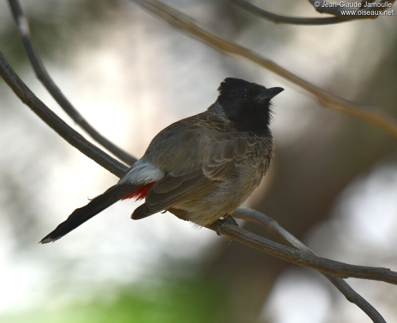 Bulbul à ventre rouge