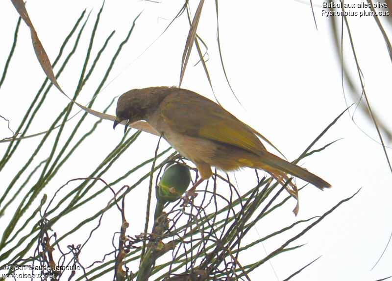 Bulbul aux ailes oliveadulte, Nidification