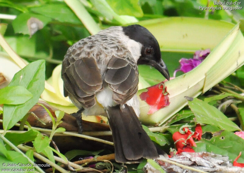 Bulbul cul-d'or, Comportement