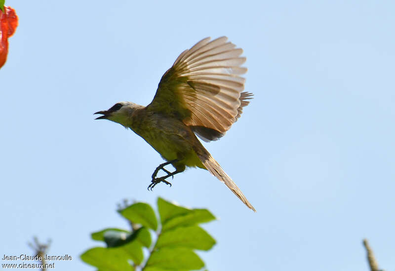 Bulbul goiavieradulte, Vol