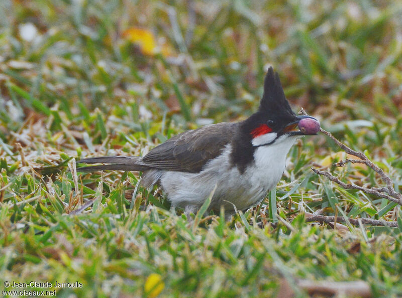 Bulbul orphée, régime