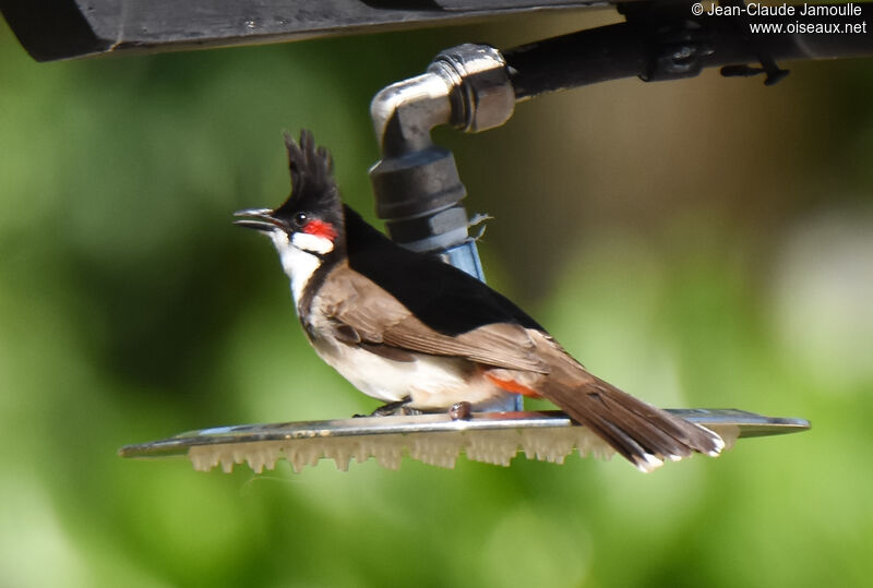 Red-whiskered Bulbul