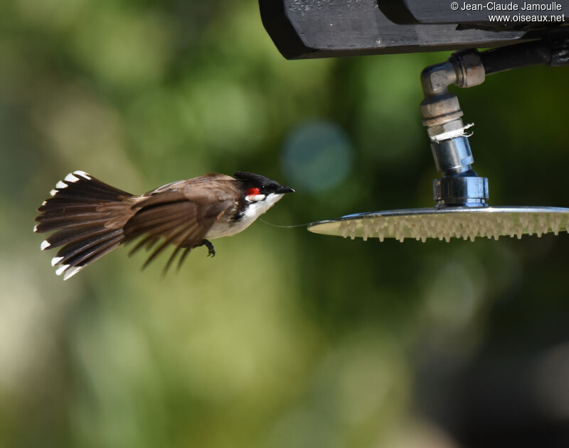 Bulbul orphée