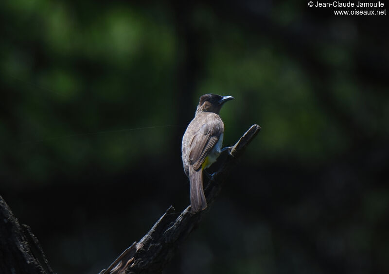 Dark-capped Bulbuladult