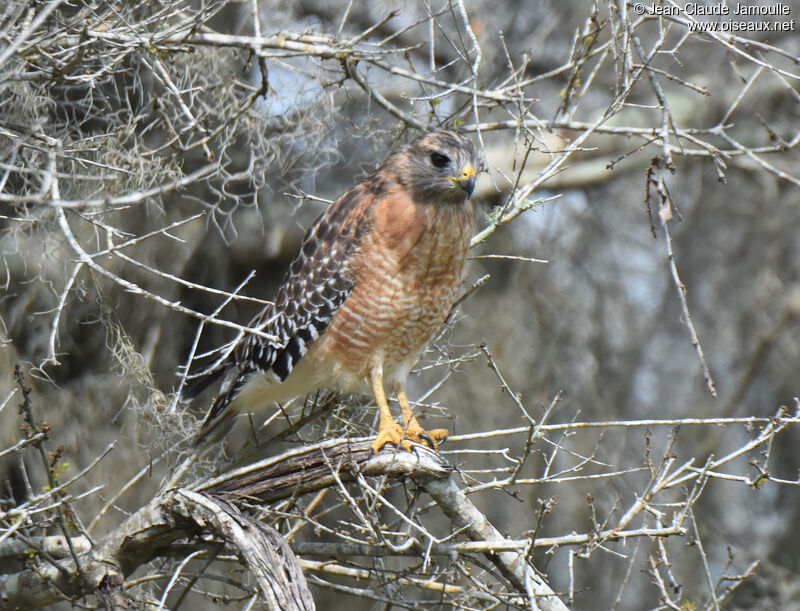 Red-shouldered Hawk