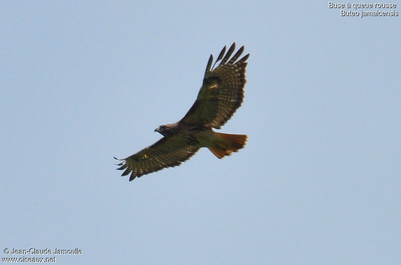 Red-tailed Hawk, Flight