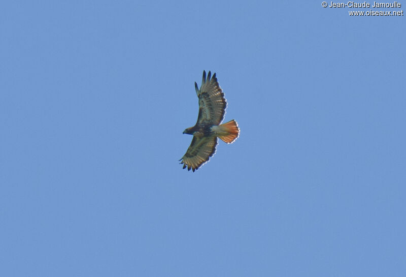 Red-tailed Hawkadult