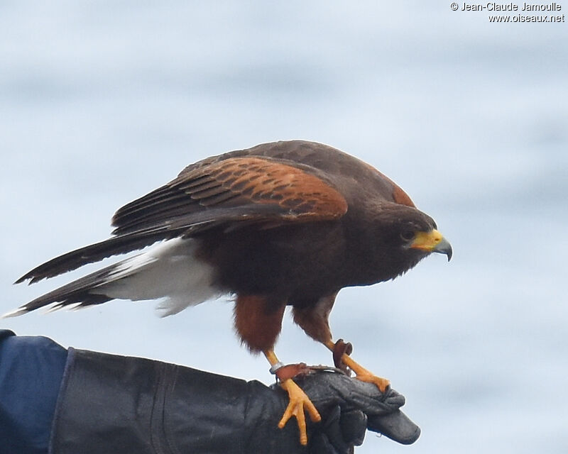 Harris's Hawk