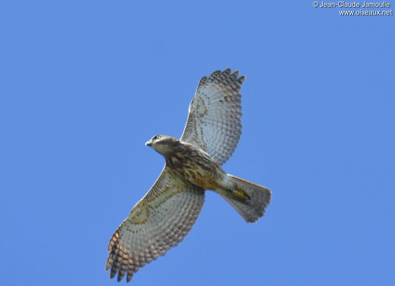 Ridgway's Hawk