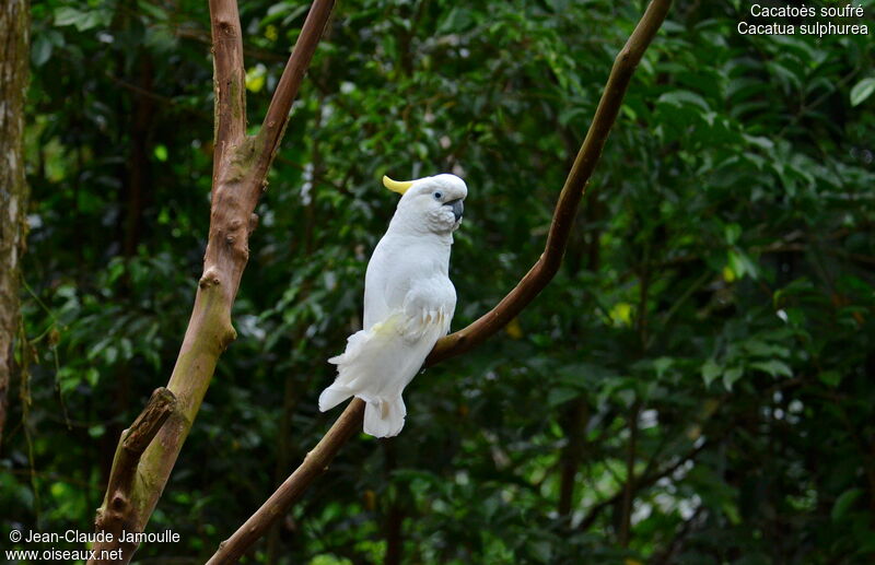 Yellow-crested Cockatoo, identification