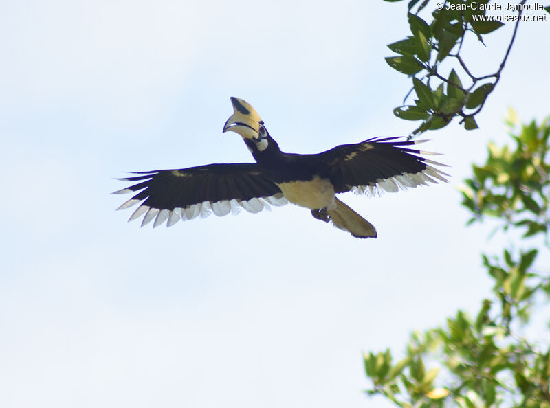 Oriental Pied Hornbill