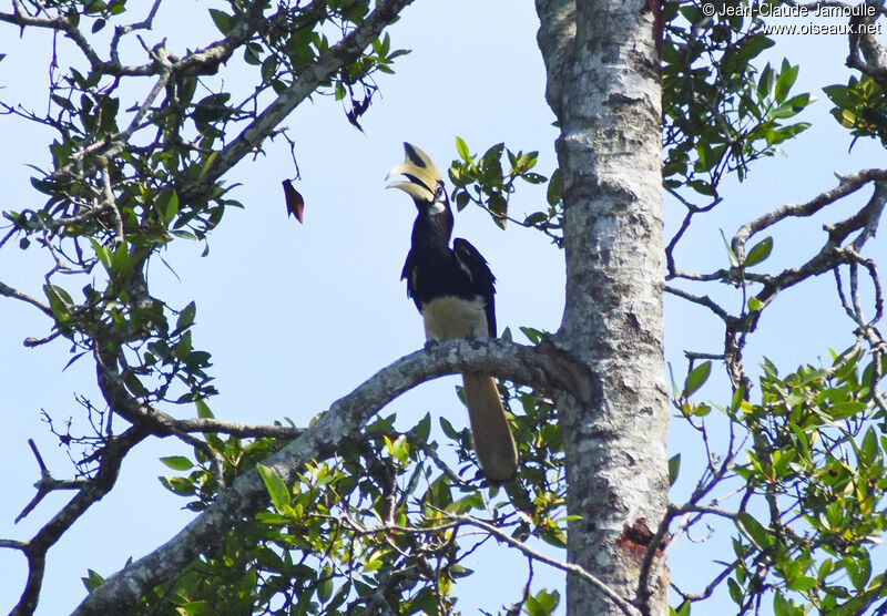 Oriental Pied Hornbill