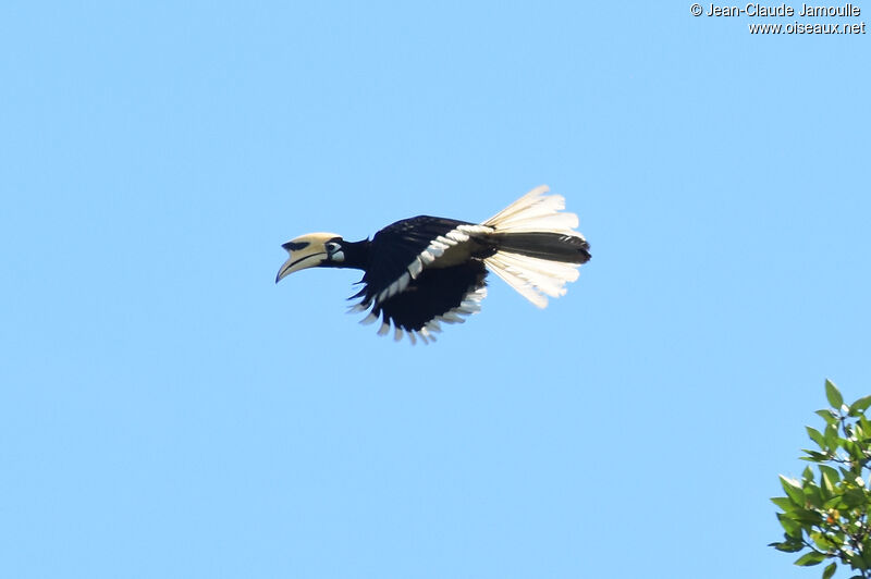 Oriental Pied Hornbill