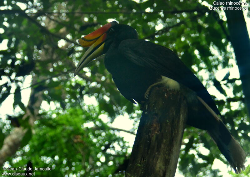 Rhinoceros Hornbill male adult