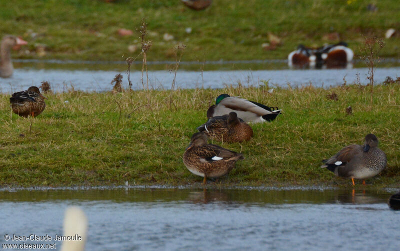 Gadwall