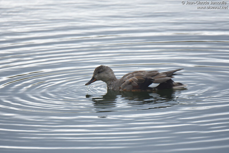 Canard chipeauadulte