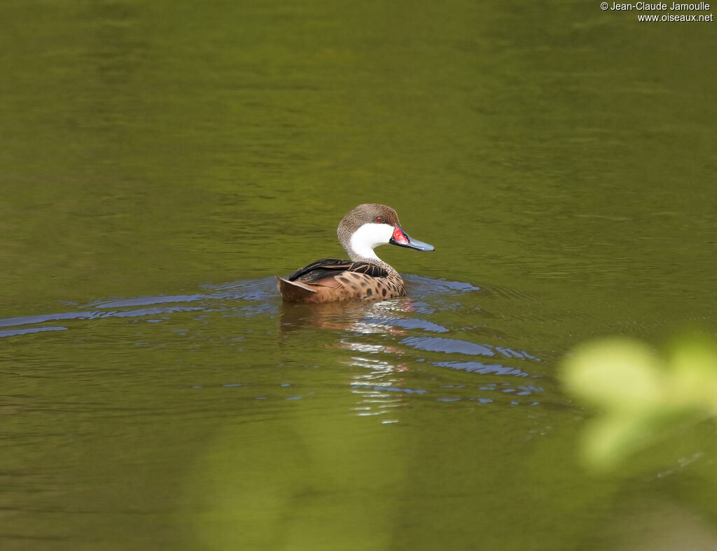 Canard des Bahamasadulte, nage
