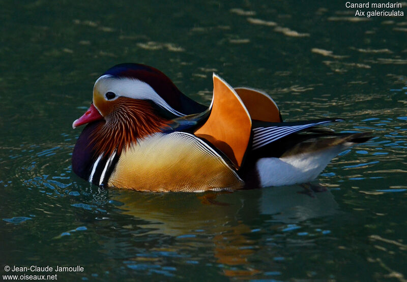 Canard mandarin mâle adulte, Comportement