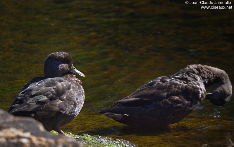 Canard noir femelle adulte