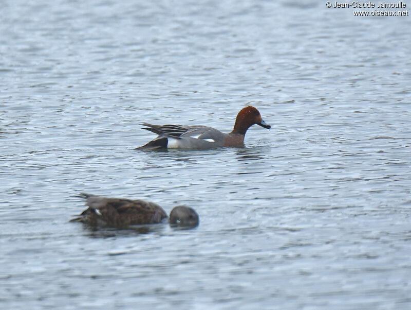 Canard siffleur mâle adulte nuptial