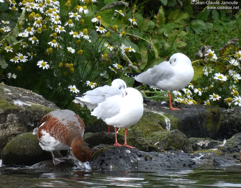 Canard siffleur mâle adulte internuptial