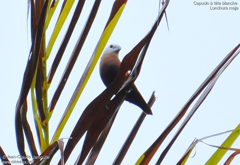 White-headed Munia