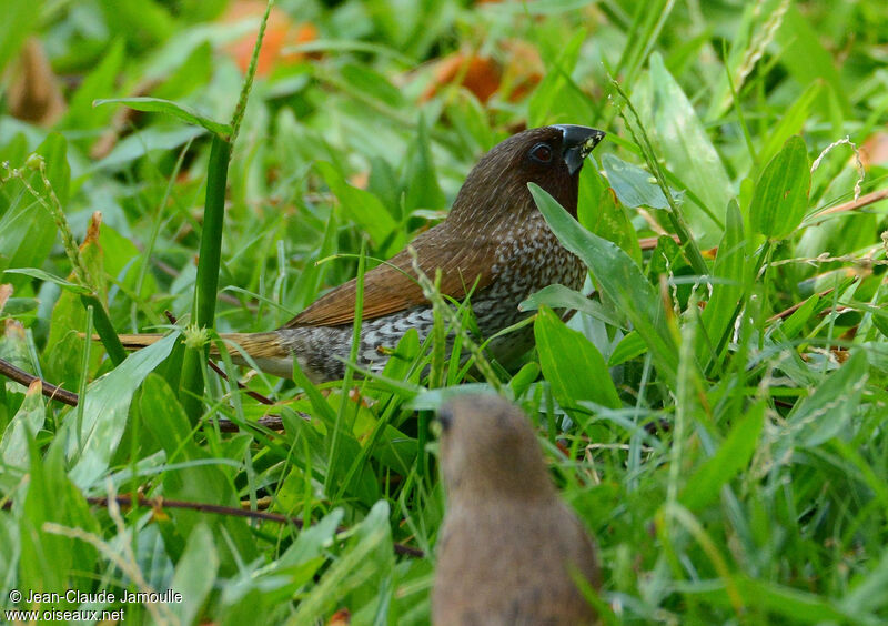 Scaly-breasted Muniaadult