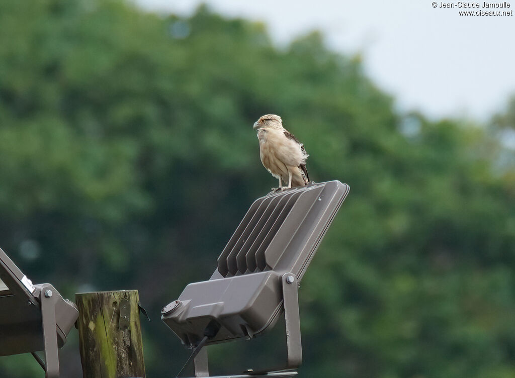 Caracara à tête jauneadulte
