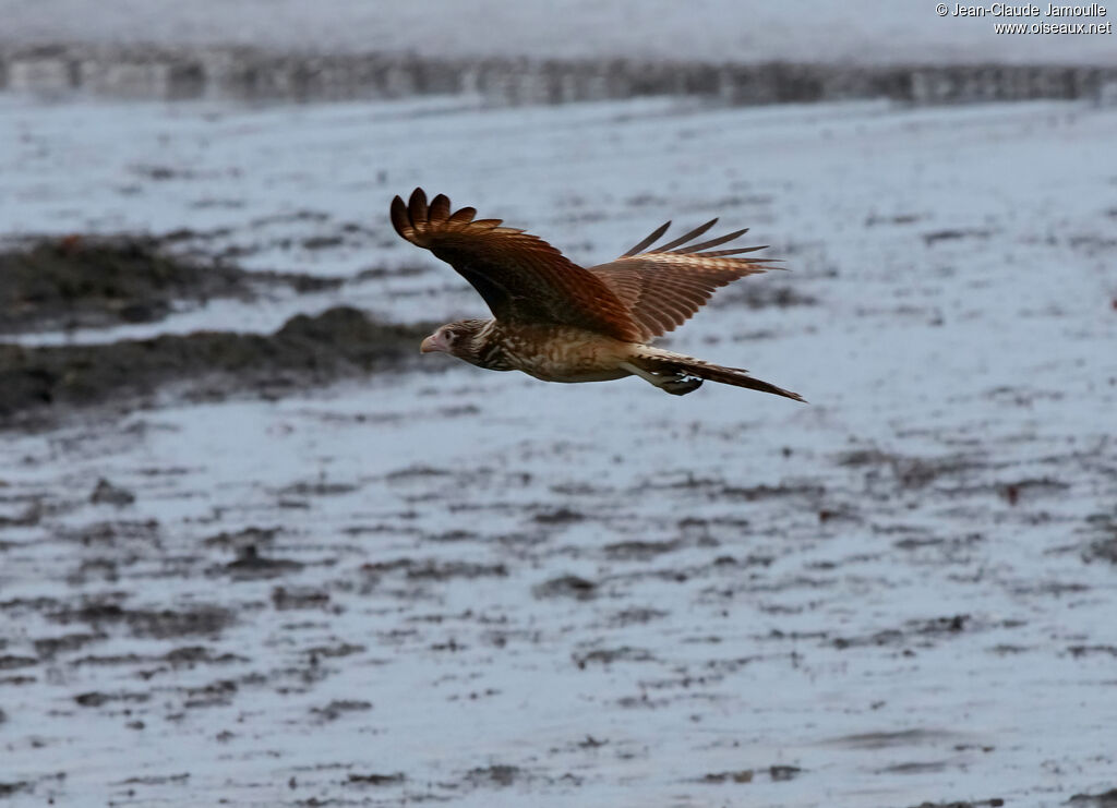 Caracara à tête jauneimmature, Vol