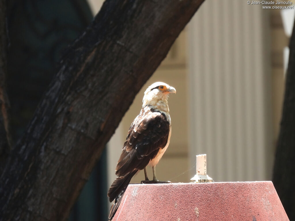 Caracara à tête jauneadulte